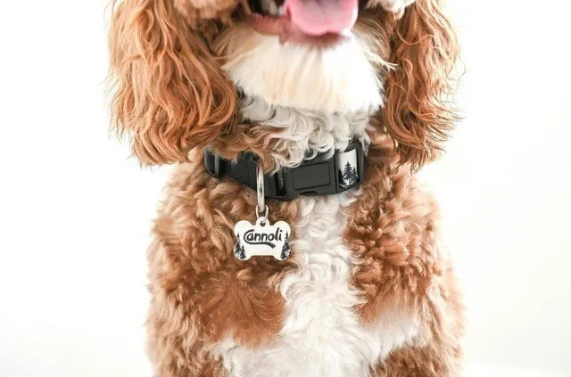 Personalized Dog Collar Custom Dog Tag